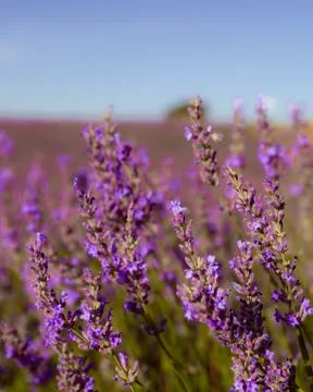 Vibrant lavender fields in full bloom, painting the landscape with shades o.. Stock Photos