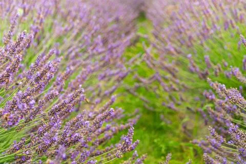 Vibrant lavender fields in full bloom under a clear sky Stock Photos