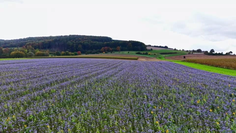 Vibrant lavender fields stretch across the landscape under a cloudy sky, Stock Footage 331401555