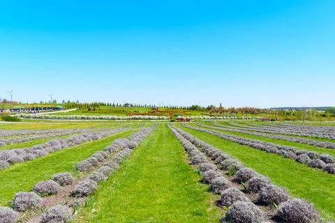 Vibrant Lavender Fields Under Clear Blue Sky in Spring Season 스톡 사진