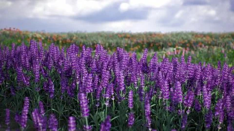 Vibrant lavender fields under cloudy skies in a picturesque landscape Stock Illustration