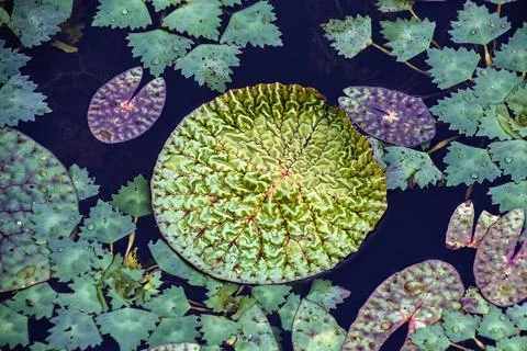 Vibrant Leaf with Intricate Patterns Floating in Natural Waters Stock Photos