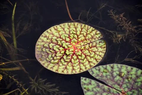 Vibrant Leaf with Intricate Patterns Floating in Natural Waters Stock Photos