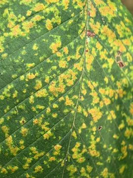 Vibrant leaf showcasing a symphony of colors in nature's artwork Fotos de archivo