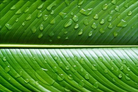 Vibrant leaf with waterdrops Photos