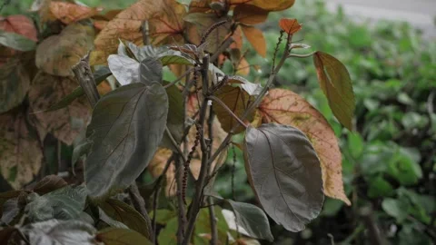 Vibrant Leaves - A Close-Up Look at the Texture and Color of Nature's Palette Stock Footage 318469148