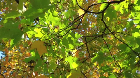 VIBRANT LEAVES Stock Footage 189859386