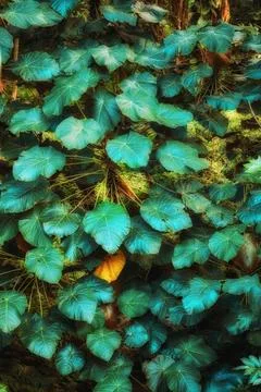 Vibrant leaves of Parasol leaf tree growing in undisturbed nature in Hawaii, USA Stock Photos