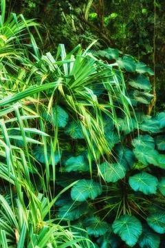 Vibrant leaves of Parasol leaf tree and Screw pine growing in undisturbed nature Stock-Fotos