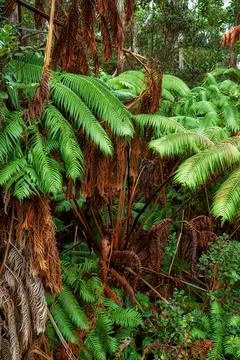 Vibrant leaves of Screw pine trees growing in undisturbed nature in Hawaii, USA Stock Photos