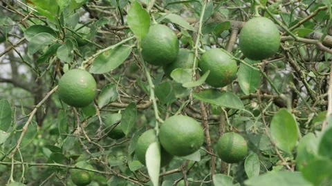 Vibrant Lemon Tree - A Close-up Look at Nature's Citrus Marvel Stock Footage 327574957
