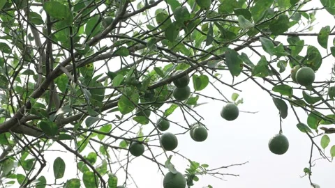 Vibrant Lemon Tree - A Fresh Look at Nature's Citrus Gem Stock Footage 327574344