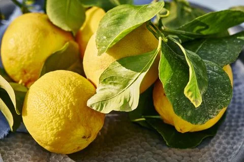Vibrant lemons in bright sun on table Stock Photos