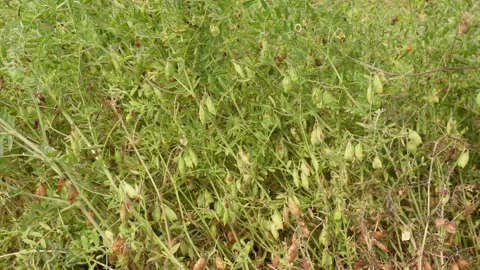 Vibrant Lentil Field Vidéo 333905800