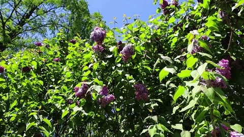 ,"Vibrant lilac bushes bloom under a clear blue sky on a sunny day" Stock Footage 338370714