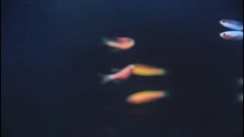 Vibrant long fin danio fish swimming gracefully in a clear tank under dim Stock Footage 325566044