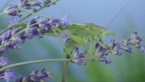 Vibrant long-winged grasshopper on Lavandula plant Stock Footage 340061875