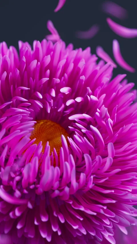 Vibrant looping 3D asters with floating petals. Stock Footage 336448275