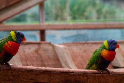 Vibrant Lorikeets Perched on a Railing Stock Photos