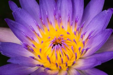 Vibrant Lotus Flow Stock Photos
