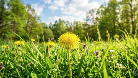 A vibrant, low-angle macro shot of bright yellow dandelions blooming Stock Footage 333839025