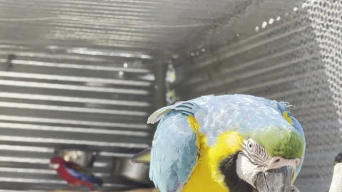 Vibrant Macaw Close-Up Stock Footage 303480345