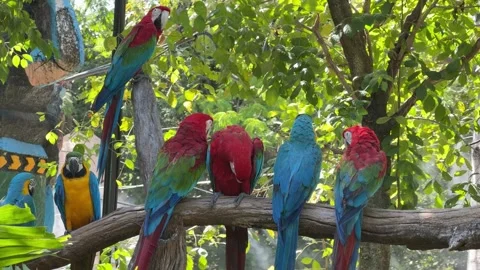 Vibrant Macaw Parrots Perched on a Tropical Branch Bangkok Thailand Safari World Vídeos de archivo 339750589