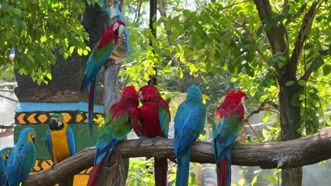 Vibrant Macaw Parrots Perched on a Tropical Branch Bangkok Thailand Safari World Vídeos de archivo 339750626