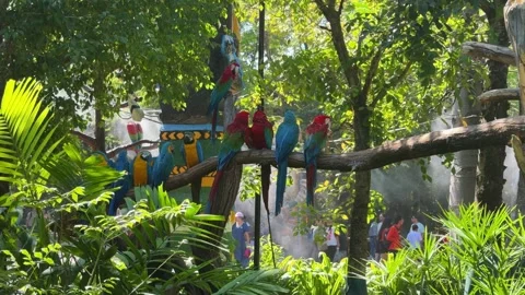 Vibrant Macaw Parrots Perched on a Tropical Branch Bangkok Thailand Safari World Video stock 340596034
