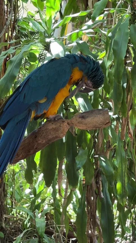 Vibrant macaw perched and preening: nature's grace in tropical harmony Stock Footage 315524704