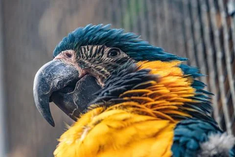 A vibrant macaw perched close-up, showcasing its colorful feathers in a natural Stock Photos