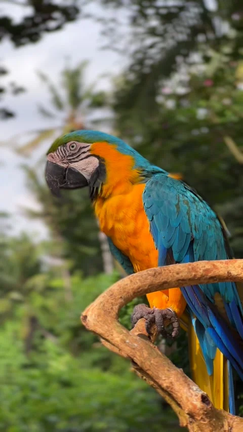 Vibrant macaw rests on branch surrounded by rich foliage in Bali Vídeo Stock 336655356