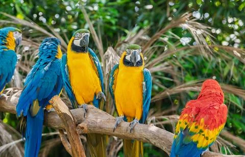 Vibrant macaws, four blue and yellow and one scarlet, perch on a sturdy tree Stock Photos