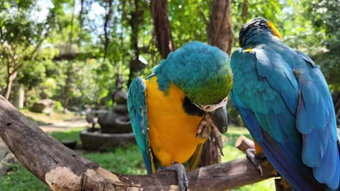 Vibrant Macaws in Lush Tropical Oasis Stock Footage 264812792