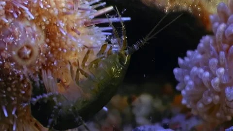 Vibrant Macro Shot of Nudibranch in Pristine Arctic Waters Stock Footage 282434484