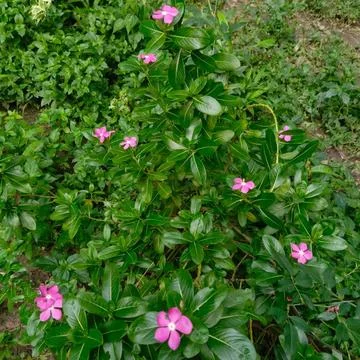 A vibrant Madagascar periwinkle Stock Photos