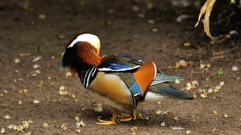 Vibrant Mandarin Duck Preening on Dark Soil with Scattered Blossoms Stock Footage 296858593
