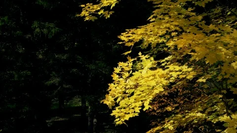 Vibrant maple leaf falling slowly towards the ground in slow fall. 動画素材 97152564
