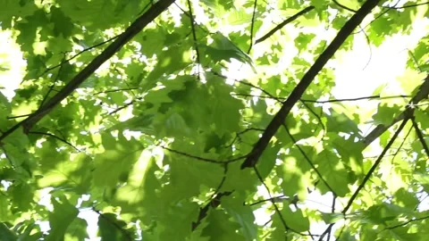 Vibrant maple leaves canopy with sunlight creating natural patterns Stock Footage 309726119