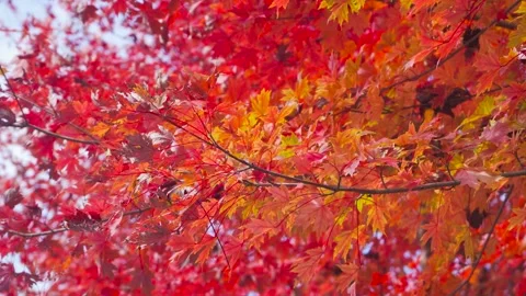 Vibrant Maple Leaves Moving in Soft Autumn Wind Stock Footage 342009661