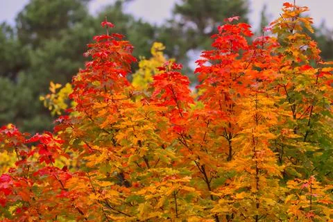 Vibrant maple tree foliage displaying brilliant red and orange colors durin.. Stock Photos