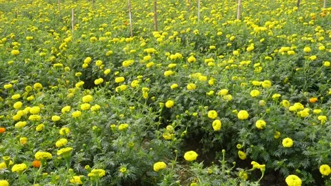 Vibrant Marigold Bloom Field 스톡 동영상 333261297