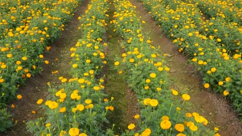 Vibrant Marigold Field Vídeos de archivo 333415487