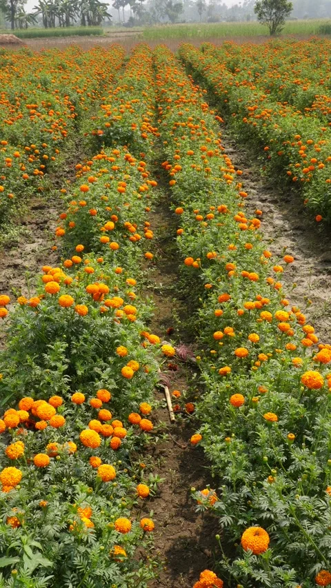 Vibrant Marigold Flower Field 스톡 동영상 332590008