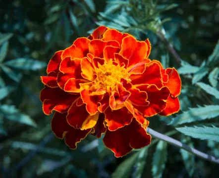 Vibrant Marigold Stock Photos