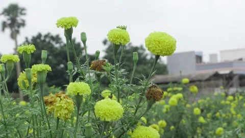 Vibrant Marigolds - A Bloom of Colors Stock Footage 324019232