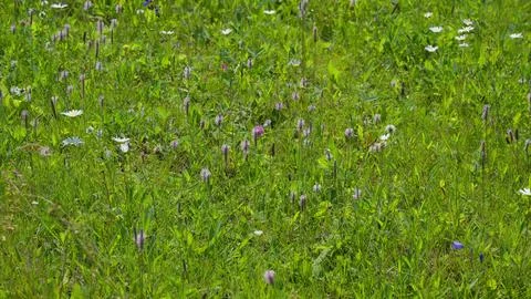 A Vibrant Meadow Filled with an Array of Colorful Wildflowers in Full Blooming G Foto stock