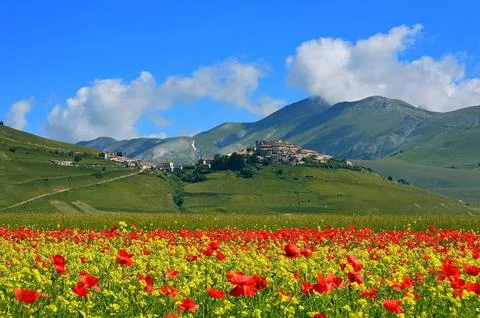 Vibrant Meadow in May Stock-Fotos