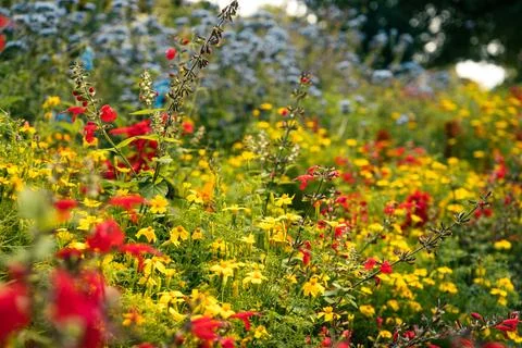 A vibrant meadow scene showcasing red, yellow, and light blue wildflowers. Stock Photos