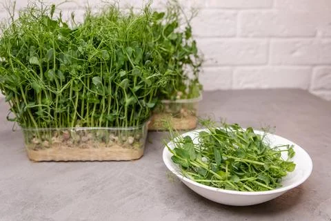 Vibrant microgreens bask in the soft daylight, a lush heap of pea sprouts Foto stock